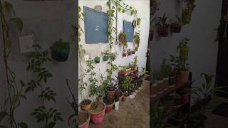 Small Balcony Garden 🌿 🏡Balcony Garden Ideas ✨Small Space, Big Garden 🌸My Dream Balcony Garden