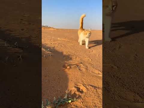 وصل الزعيم طمران المجد اشتراك بالقناة Cat قطط طمران السعودية