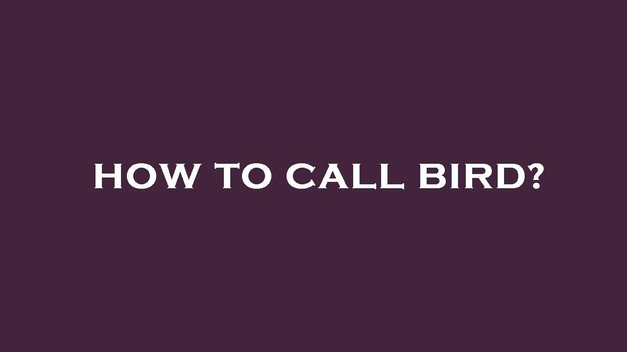 How to call bird? YouTube