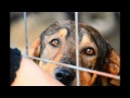 Cate Evens visits Romania to help stray dogs