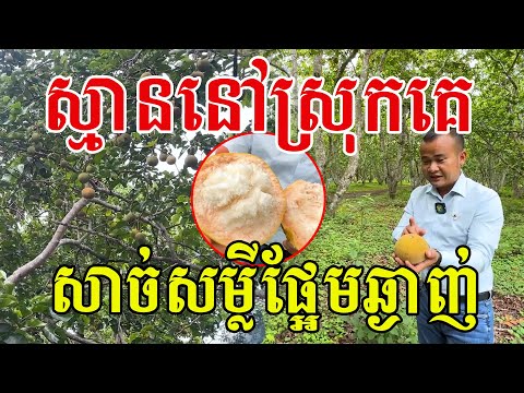 ស្មាននៅស្រុកគេ សាច់សម្លីផ្អែមឆ្ងាញ់ ផ្លែល្អប្រក់មែក