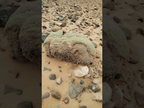 سبحان الله شاهد غرابة هذا النبات الذي ينمو في الصحراء