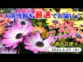 今週の花便り #73【2024.2.29】春に向けて!! 今から植える!! お庭を彩るお花の入荷♪【入荷情報を最速でお届け!!】