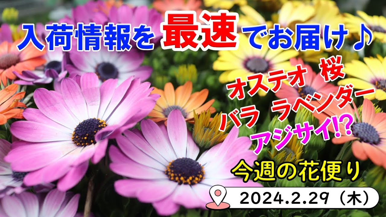今週の花便り #73【2024.2.29】春に向けて!! 今から植える!! お庭を彩るお花の入荷♪【入荷情報を最速でお届け!!】