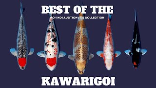 The rarest Koi in the world  Kawarigoi from R Collection