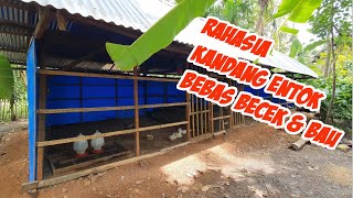 KANDANG BEBEK MINIMALIS & BEBAS BAU!!