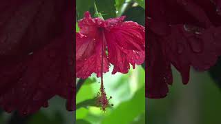 Beautiful Flowers - Relaxing Music for Sleep, Healing, Concentration, Work, Study 🌞 #relaxingmusic
