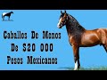 Caballos Que Puedes Comprar En México Por Menos De $20 000 Pesos 🐴-Del Cerro Soy