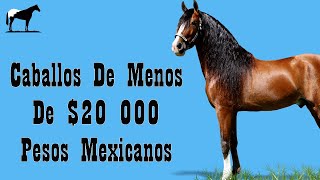 Caballos Que Puedes Comprar En México Por Menos De $20 000 Pesos 🐴-Del Cerro Soy