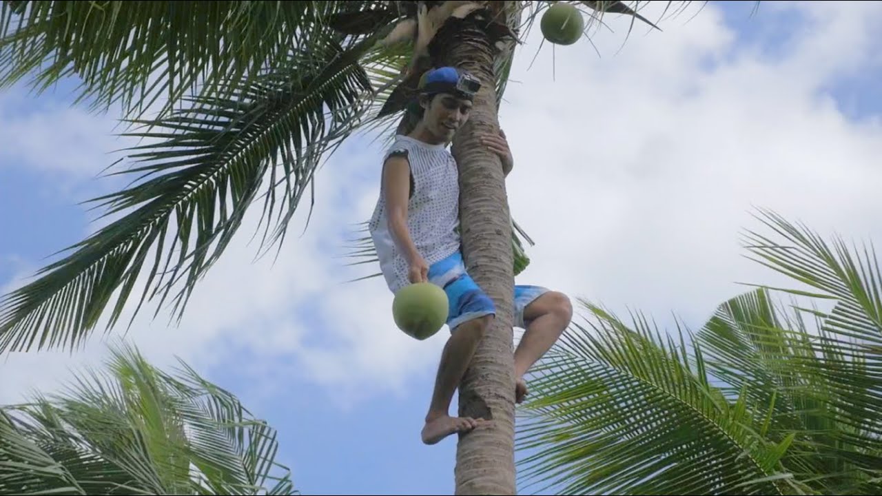 Climbing Coconut Trees! (Moalboal Part 3) 코코넛 나무에 오르다? YouTube