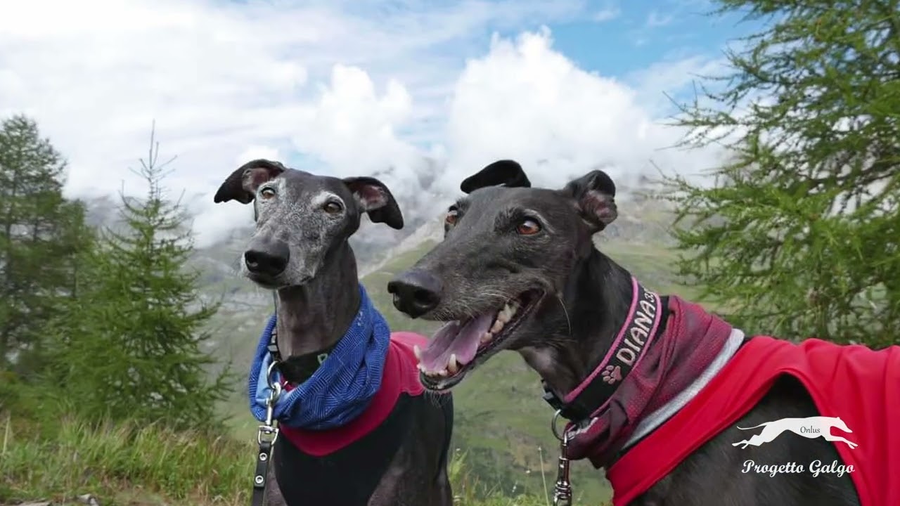Siluetta Isolata Vettore Del Cane Del Levriero Aliano Su Fondo Bianco Figura Nera Profilo Image153946426