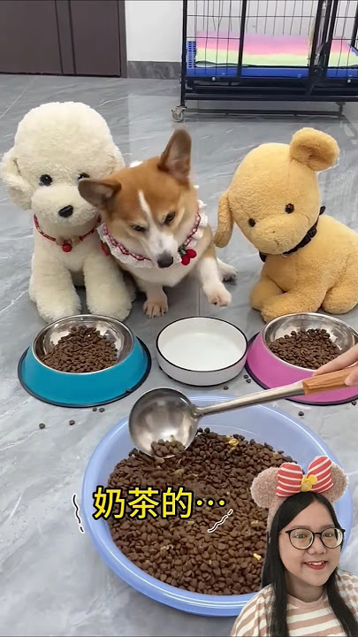 Anjing Lucu Makan‼️#shortsfeed #trendingshorts #funny #remix #reaction #comedy #dog