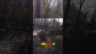 The forest just showed me something incredible #exploration #naturevlog #shorts
