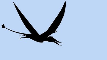 Ropen or Flying Dinosaur or Pterodactyl ALIVE!