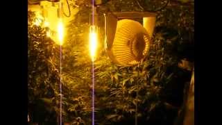 Staduim grow...Mr. Nice and Pure Kush..215
