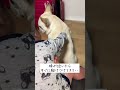 赤ちゃんが泣いたらすぐに駆けつける犬　#フレブル #坊とわたしとたまにカレ #フレンチブルドッグ