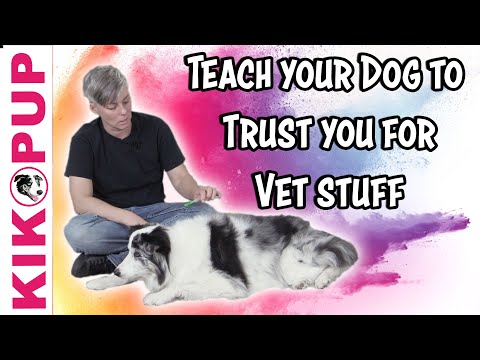Video: Vet-schválené tipy pro obchod se psem Broken Nail