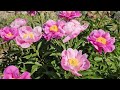 #Peony #and #beautiful #flowers #are #blooming