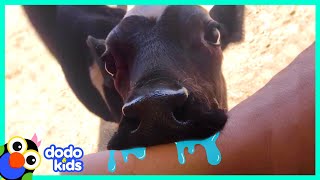 He Has No Idea What Kind Of Animal He Is | It’s Me! Cowboy! | Dodo Kids