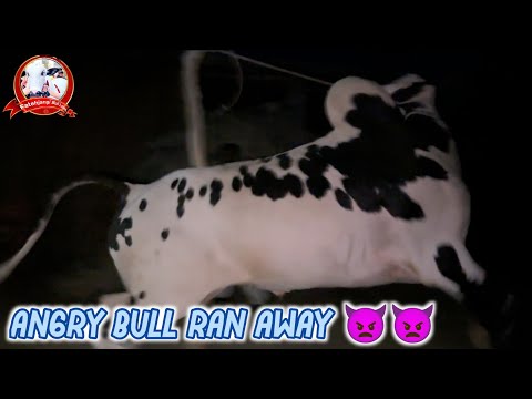 Angry Bull Ran Away || 2024 Collection || Gangawali Bulls ||  #bakraeid #bakraeid2024 #athra