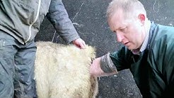 24 hours with a vet