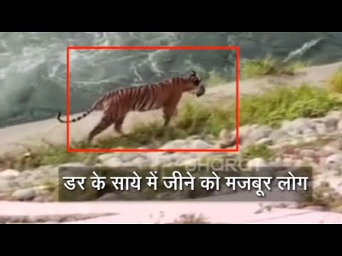 रामनगर: कॉर्बेट के कालागढ़ रेंज में बाघ की दहशत||CORBETT PARK
