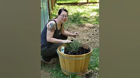 Growing Rosemary in the chicken coop!