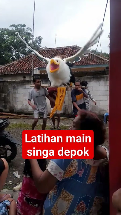 Burok mirip MJM: Latihan main singa depok