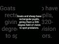 interesting animal facts for animal lovers#animalfacts # shorts