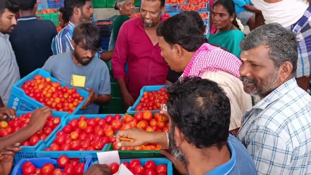 திருப்பூர் தென்னம்பாளையம்🍅03/08/2024/