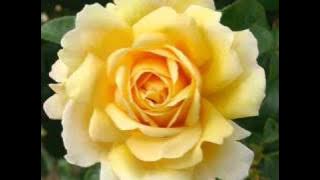 желтые розы