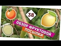 Обзор фруктов из Абхазии