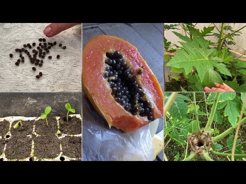 Video: Papaya Hemma