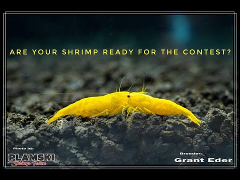Shrimp Contest Preparation