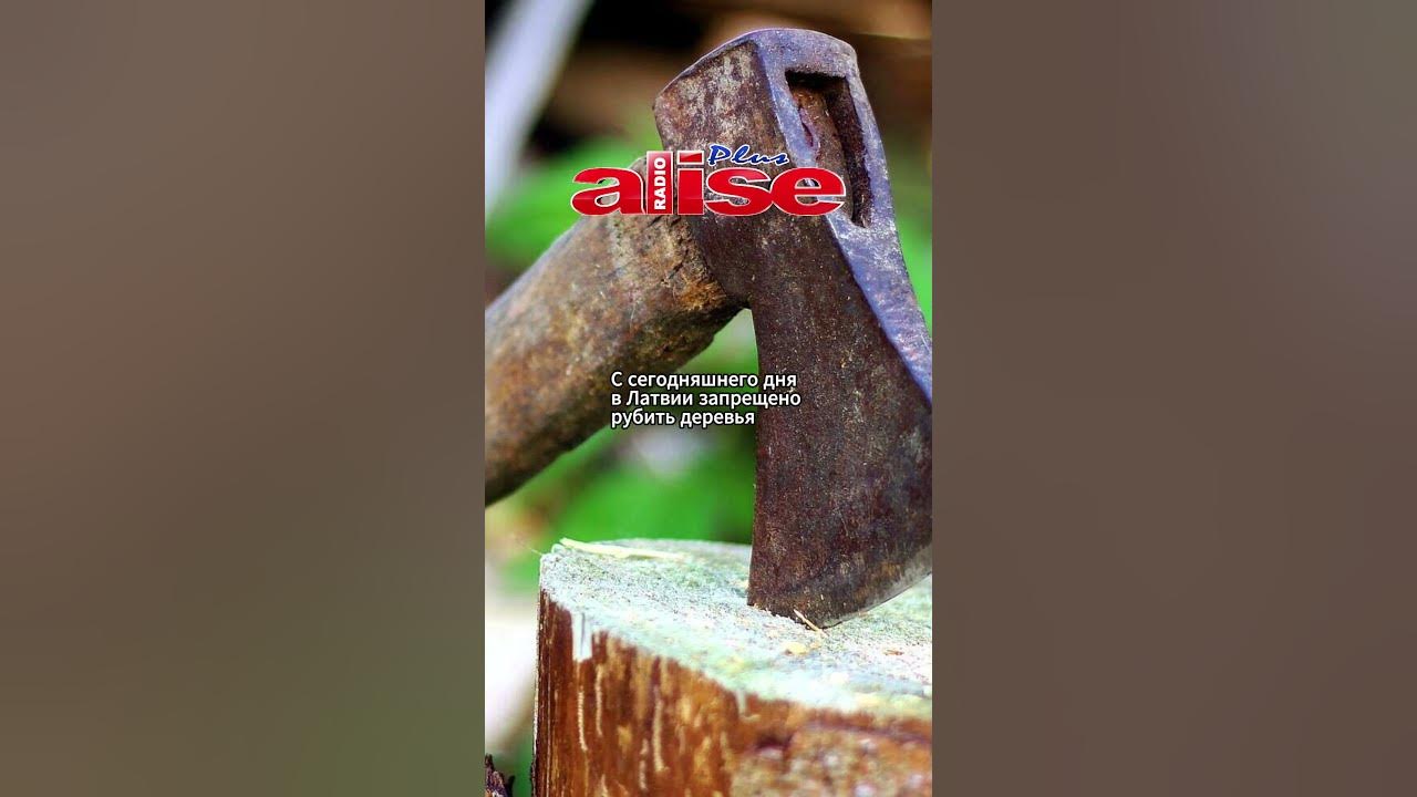 С сегодняшнего дня в Латвии запрещено рубить деревья - YouTube