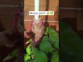 Money Plant care tips / Money Plant की अच्छी ग्रोथ के लिए#trending#moneyplant#ytshorts#viral
