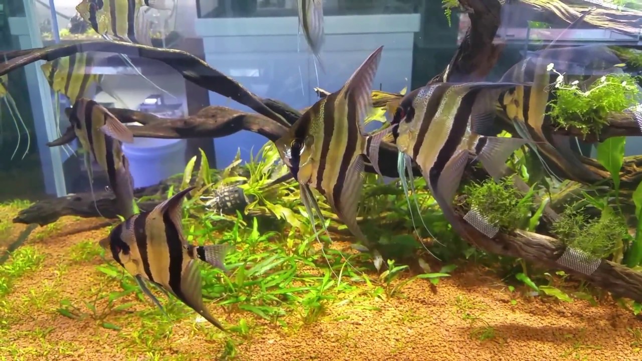 spectacular altum angel display aquarium at nature aquariums