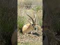 آهوی ایرانی نر در حال نشخوار کردن در پارک ملی گلستان آهوی ایرانی نر در حال نشخوار کردن در پارک ملی گلستان