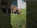 Ode To Bodhi Pt.1 #funnypets #fyp #frenchbulldog #frenchie #milo2023 #shorts #newchannel