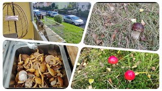 картинка: Как у себя дома🐈/ Тихая охота / Много грибов🍄‍🟫🍄