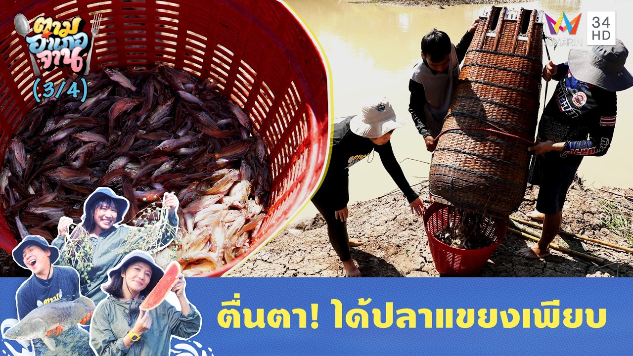 กู้ตุ้มขึ้นบก ตื่นตา! ได้ปลาแขยงเพียบ | ตามอำเภอจาน | 3 มี.ค. 69 (3/4)
