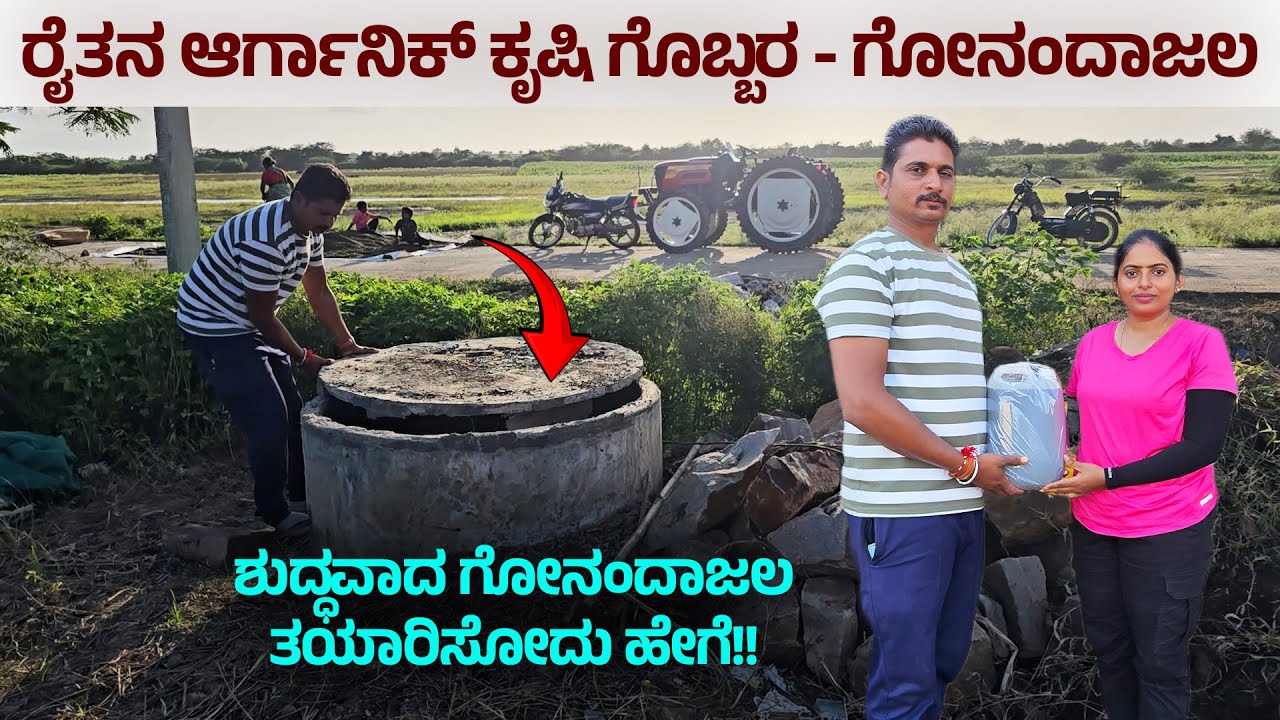 ಶುದ್ಧವಾದ ಗೋನಂದಾಜಲ ತಯಾರಿಸೋದು ಹೇಗೆ - ರೈತನ ಆರ್ಗಾನಿಕ್ ಕೃಷಿ ಗೊಬ್ಬರ - GONANDAJALA - DIGITAL MAADHYAMA
