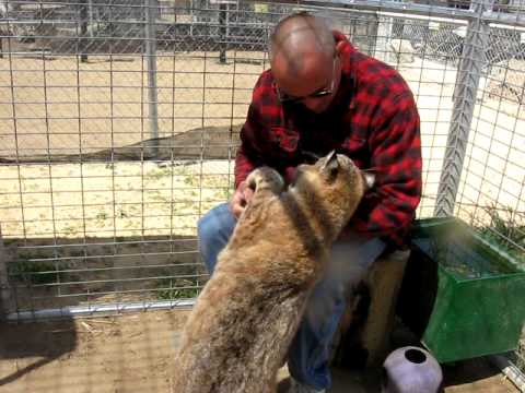 diablo 3 season 17 Forever Wild Exotic Animal Sanctuary- Maverick & Joel