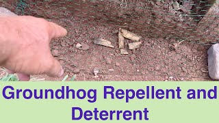Groundhog Repellent and Deterrent