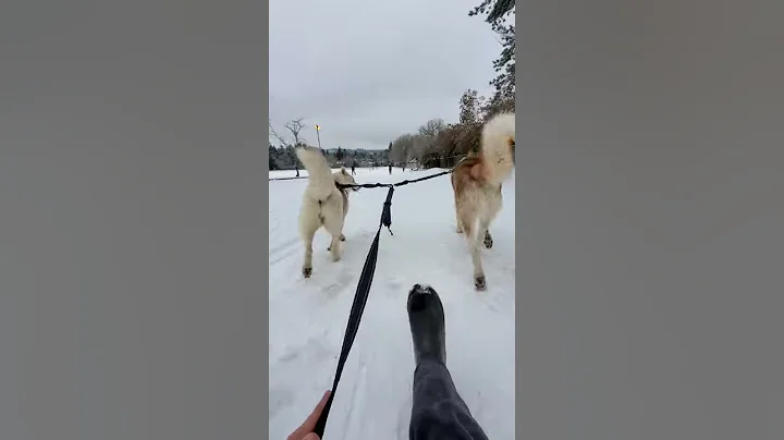 Huskies Pulling Sled in Snow