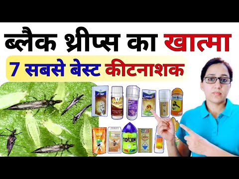 Black thrips | ब्लैक थ्रिप्स कंट्रोल | black thrips control best Insecticide | thrips control