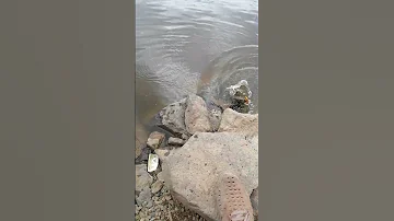 Рыбалка в камнях, окунь-Ауха на ульролайт, Рыбалка на Амуре с #FishermanDV27Rus
