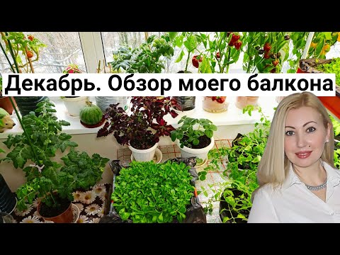 Мой Зелёный Оазис Зимой! Выращиваю Помидоры, Перец, Арбуз, Салаты. Обзор Огорода на Балконе 2023