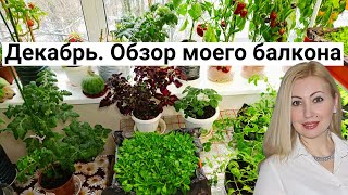 Мой Зелёный Оазис Зимой! Выращиваю Помидоры, Перец, Арбуз, Салаты. Обзор Огорода на Балконе 2023