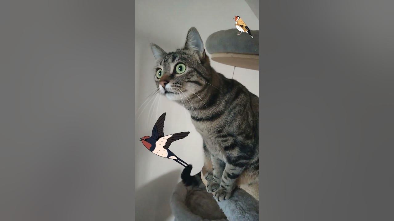 Mon chat agacé par les oiseaux Claque des dents ! YouTube